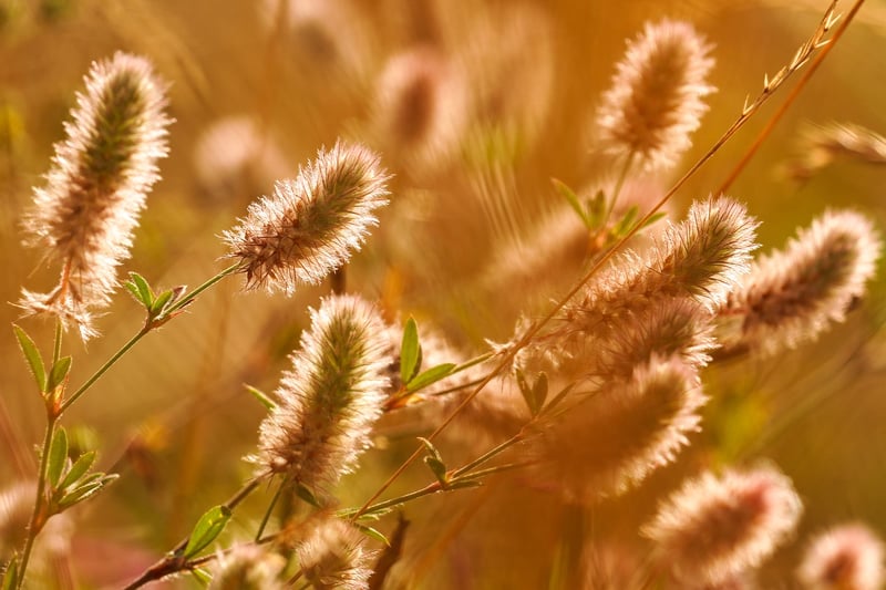 Woman in Field